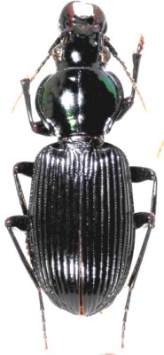 trigonotoma-dubaultinet_prd.jpg