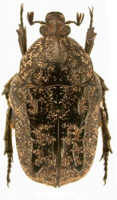 xeloma_adspersa_prd.jpg